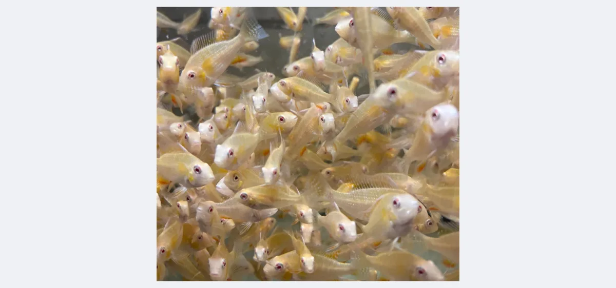 Acarichthys heckelii albino