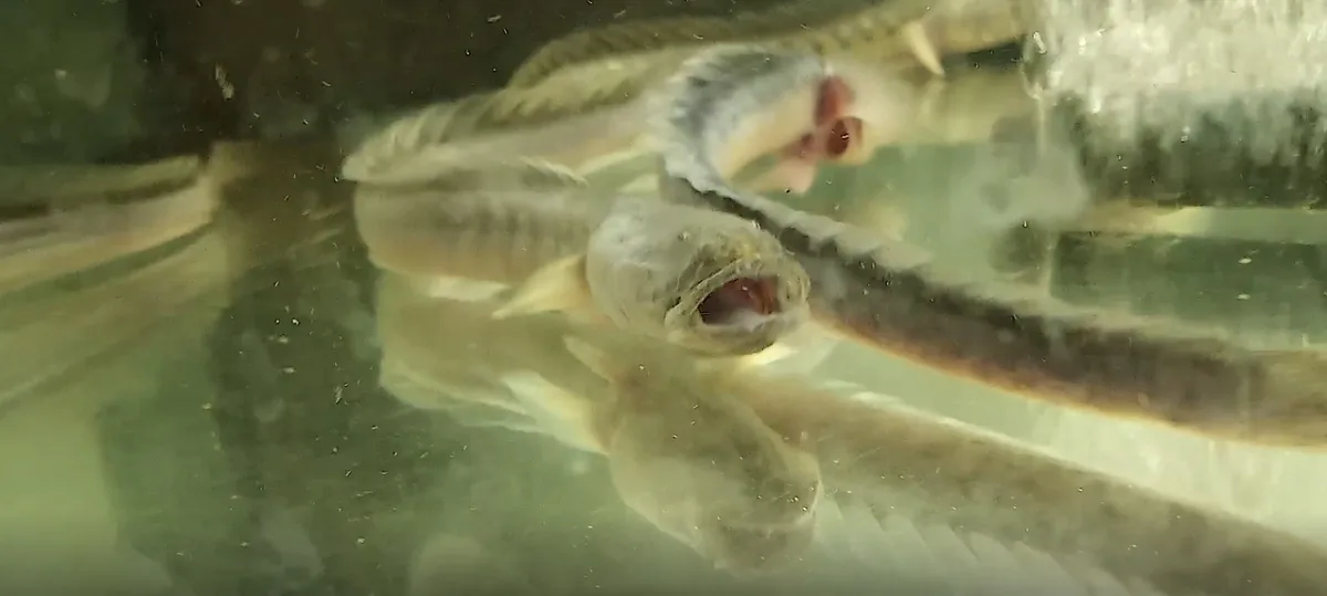 RETA AKVARIUMŲ ŽUVIS Violetinis grundalas