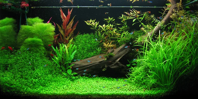 Auksinis trikampis akvariume