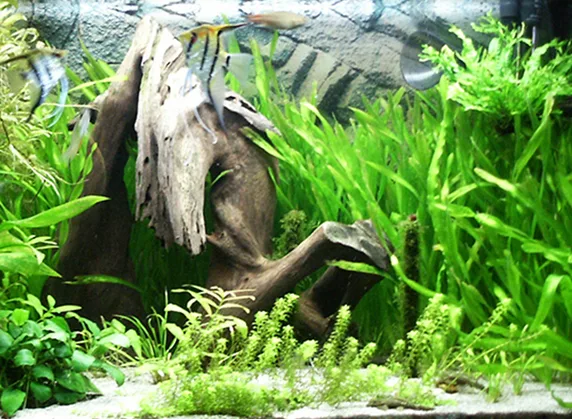 Auksinis trikampis akvariume
