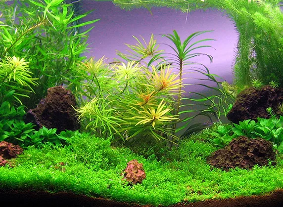 Auksinis trikampis akvariume
