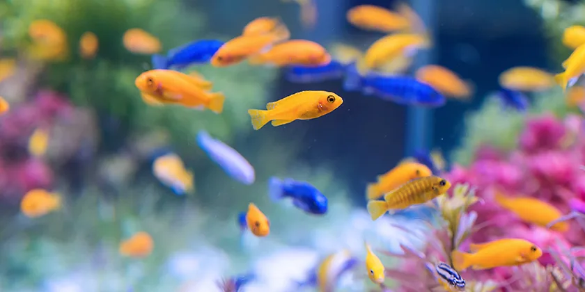 Naujas akvariumas