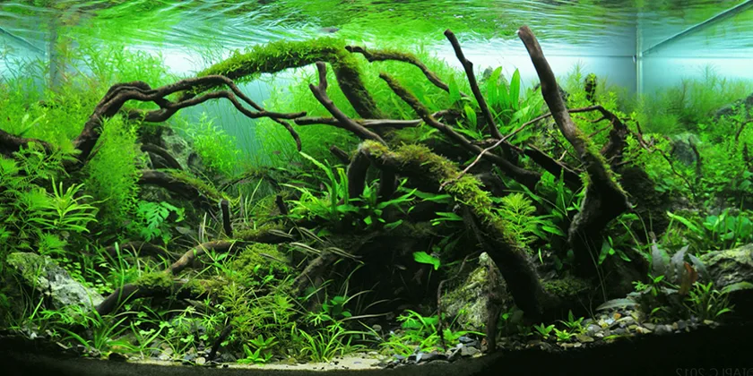 Naujas akvariumas