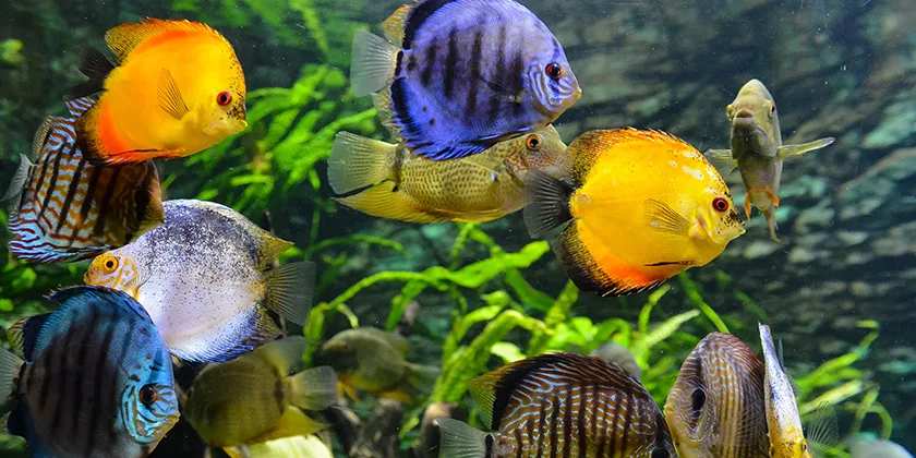 Naujas akvariumas