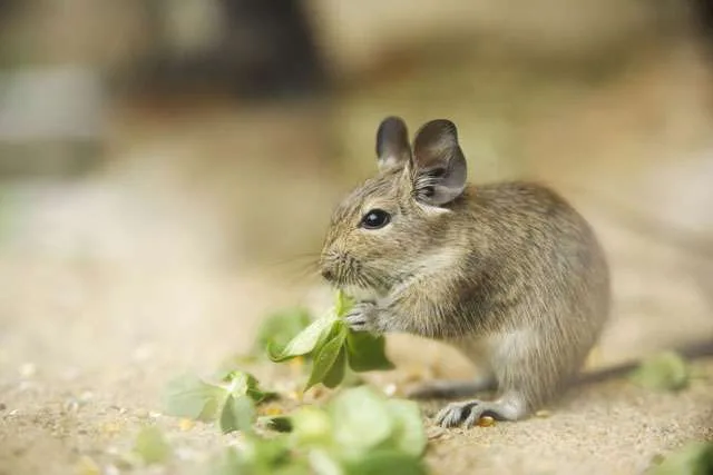 Degu graužikų mitybos ypatumai