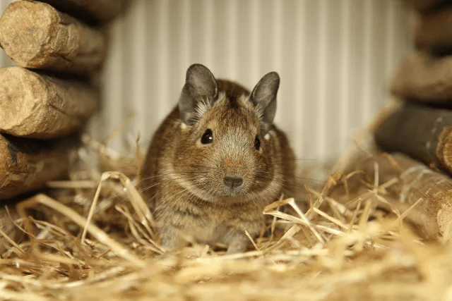 Degu graužikų mitybos ypatumai