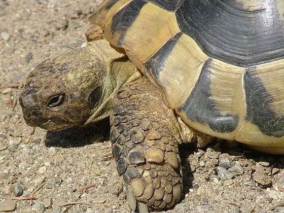 Dykumos terariumai